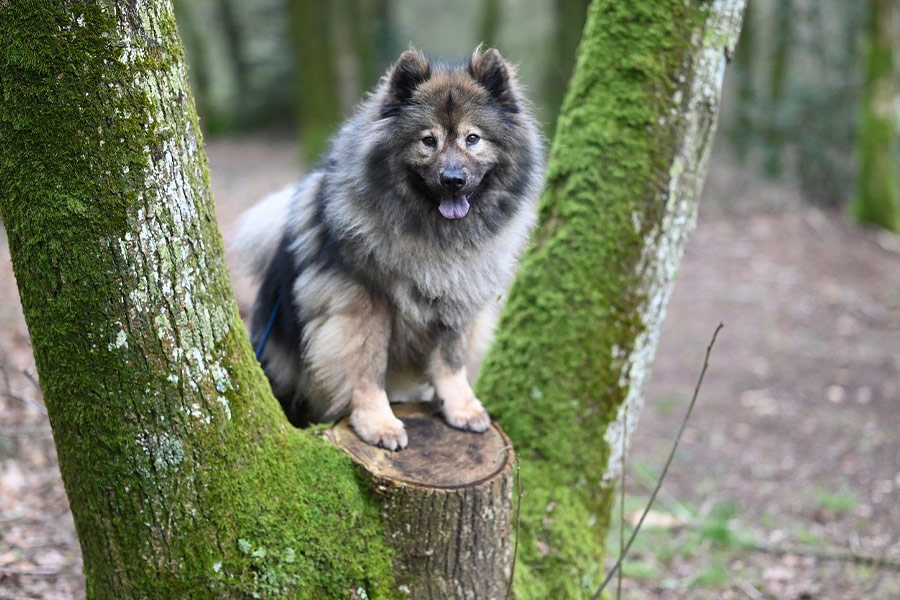Euraziatische hond hoektand