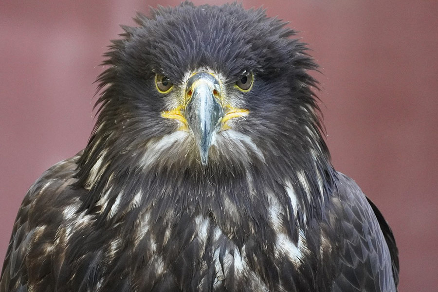 Adler roofvogel