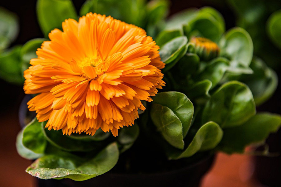 Schöne Margaretenblume