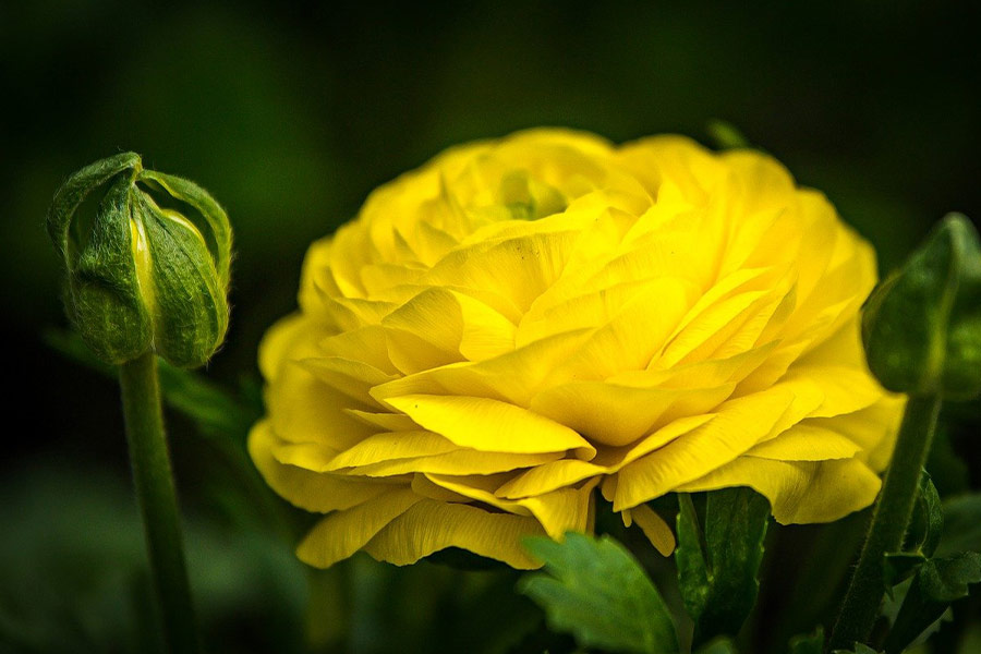 Gelbe Rosen