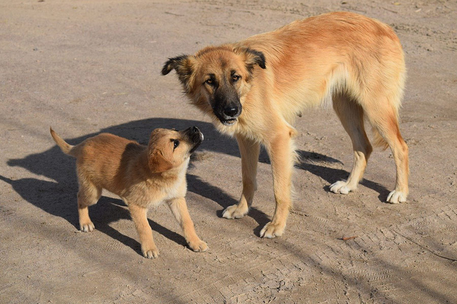 Pup en moederhond