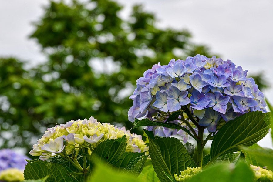 Lila Hortensienblüten