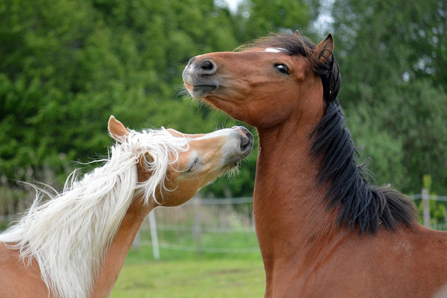 Paarden spelen 4