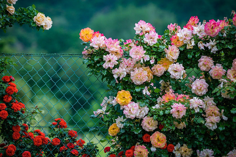 Vielzahl von Rosen Zaun klettern