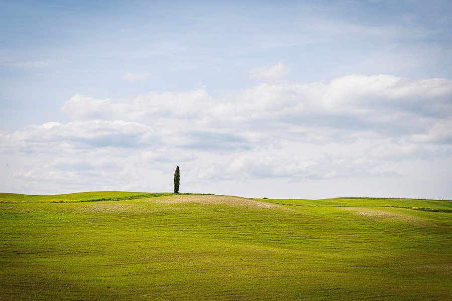 Paesaggio verdeggiante con singolo albero