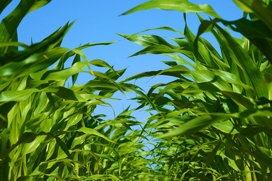 Piante di campo di mais