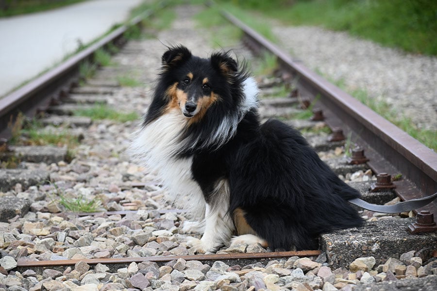 Parece un perro pastor de Shetland.