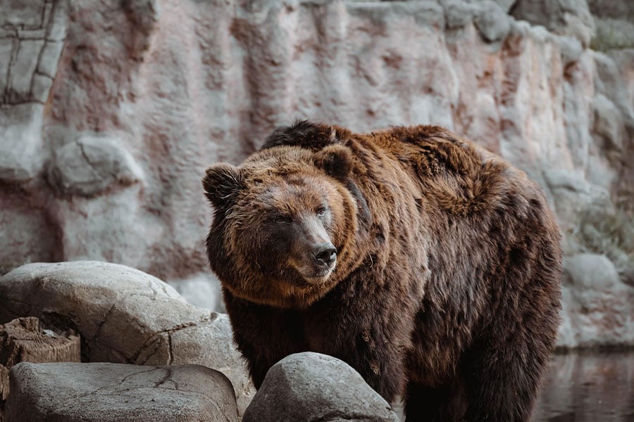 Oso pardo en un entorno rocoso