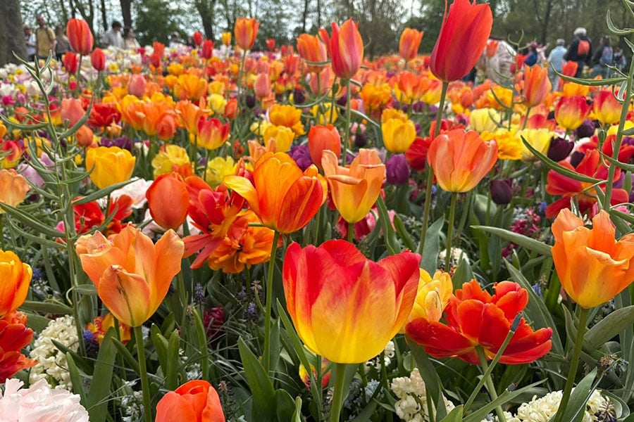Esta fotografía fue tomada en Lisse Keukenhof, Países Bajos.