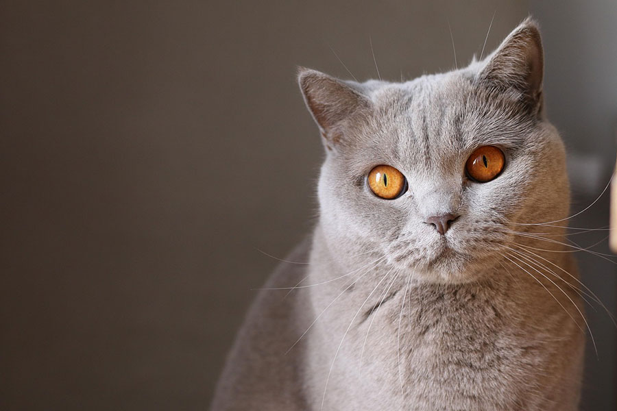 Gato de raza British Shorthair con cabeza redonda