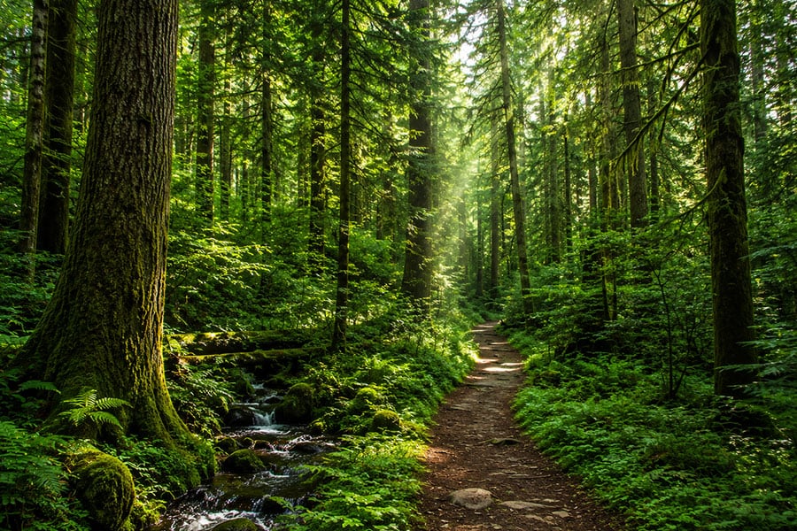 Un sendero forestal frondoso