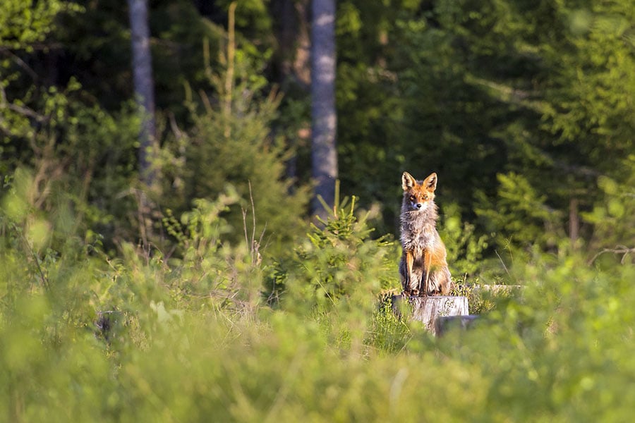 Este animal es un zorro rojo, el común.