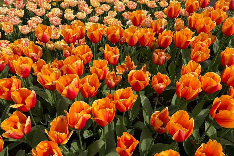 Se compone principalmente de tulipanes naranjas y amarillos.
