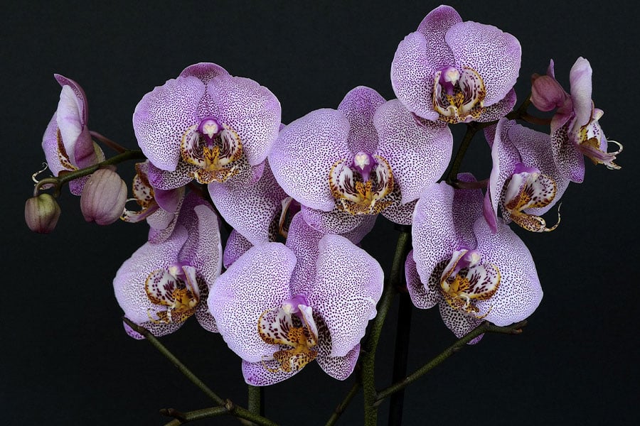 orquídea polilla Phalaenopsis