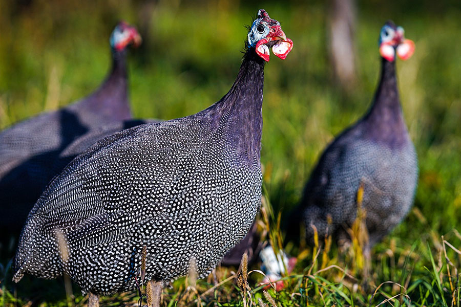 Gallina de Guinea con casco (especie africana)