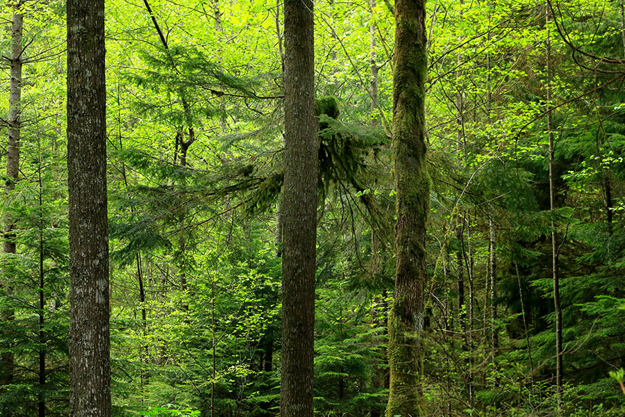 Un bosque denso con árboles altos y verdes.