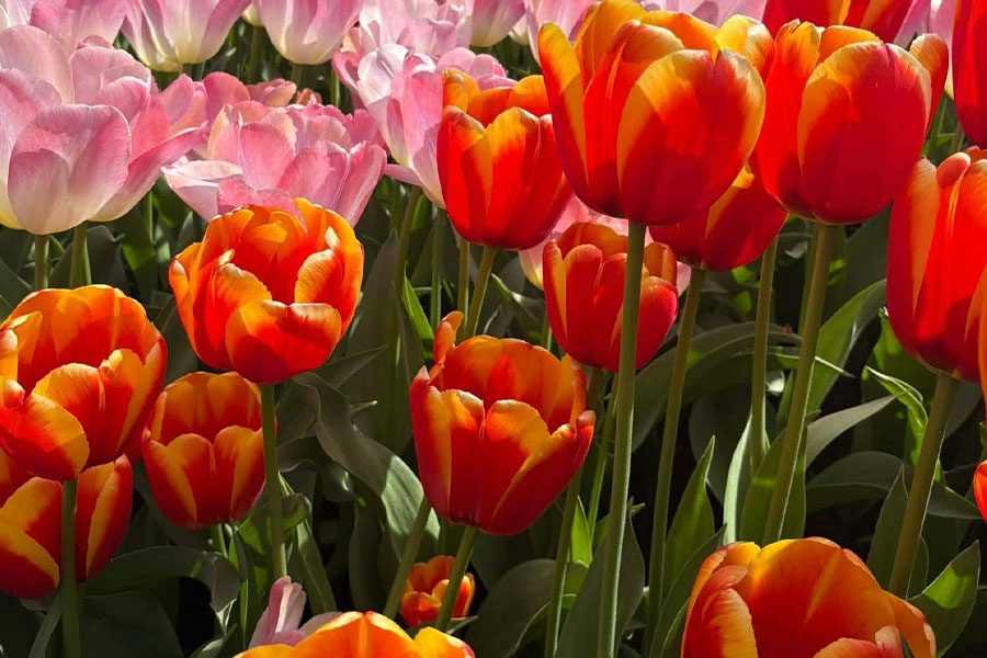 Una imagen de un colorido campo de tulipanes