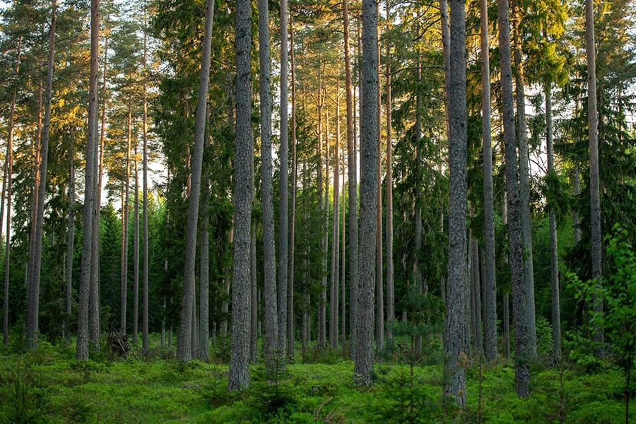 Bosques de abetos, abedules y pinos
