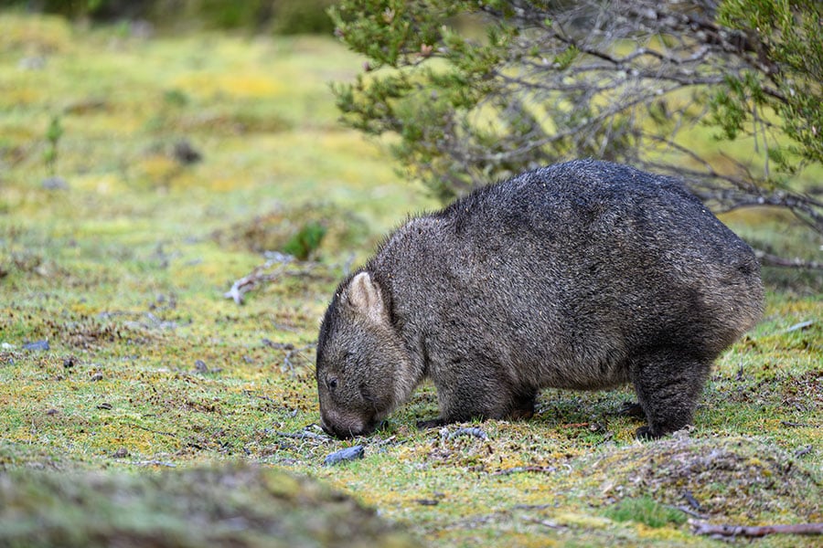 Animales wombat marsupiales excavadores