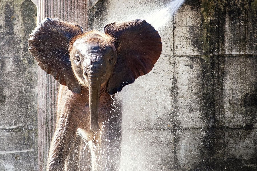 Elefante joven disfrutando de una refrescante ducha.