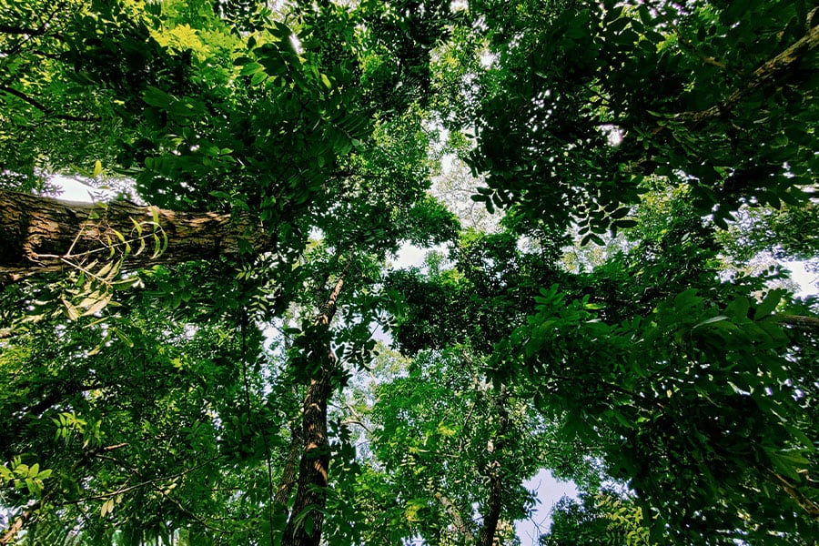 Hermosa vista del dosel de la selva tropical