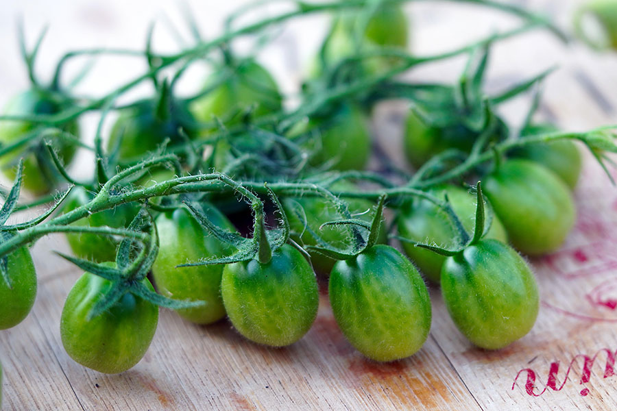 Estos son tomates cherry verdes
