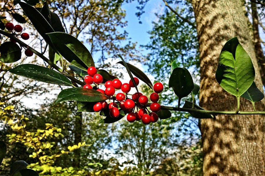 Especie de acebo aquifolium
