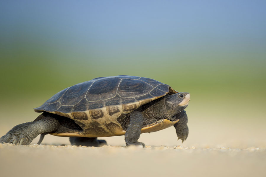 Tortuga caminando sobre una superficie arenosa