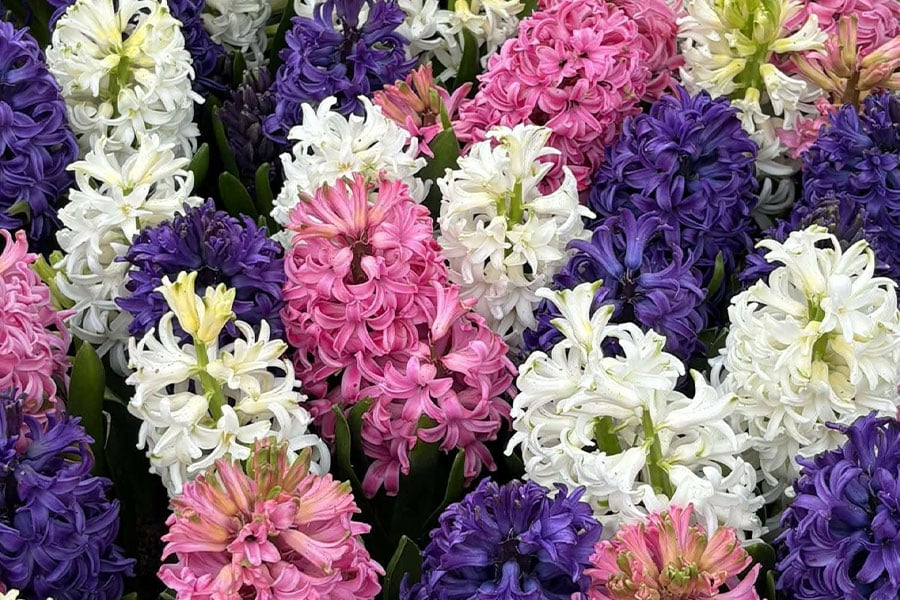 Mezcla colorida de jacinto oriental (Hyacinthus orientalis)