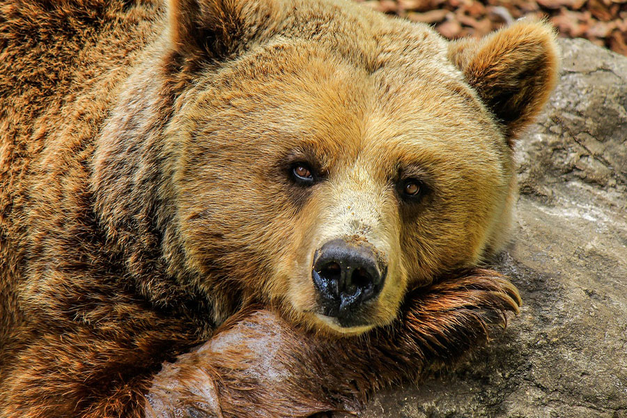 Primer plano de un oso pardo descansando sobre una roca.