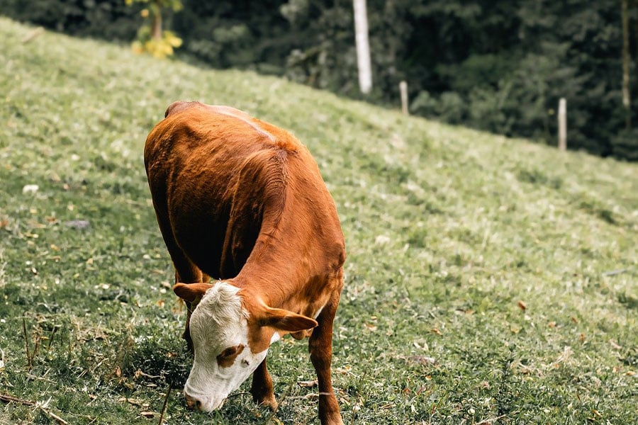 Vaca marrón con llamativa cabeza blanca