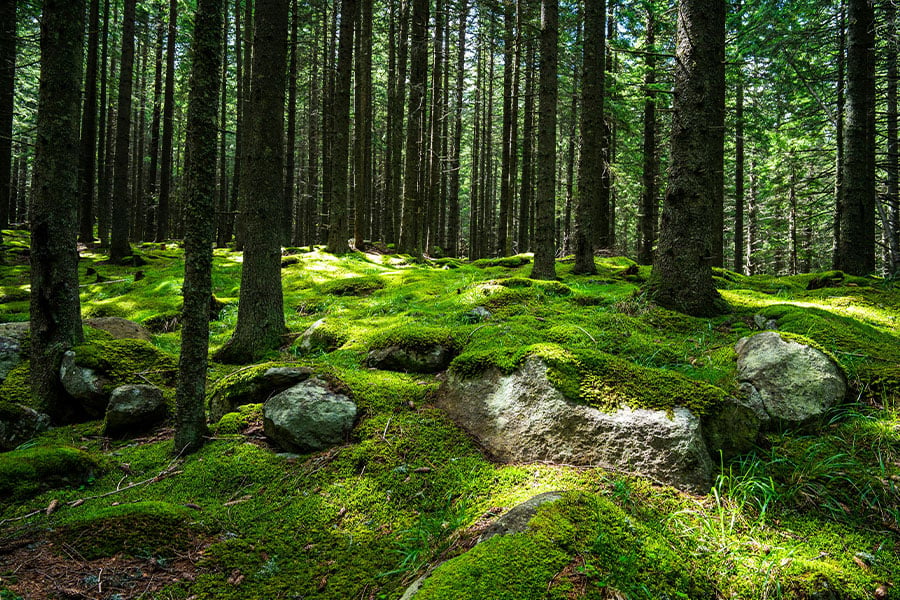 Paisaje forestal denso con una espesa vegetación de musgo en el sotobosque.
