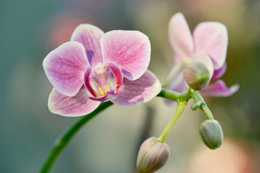 Un largo período de floración y una flor elegante.