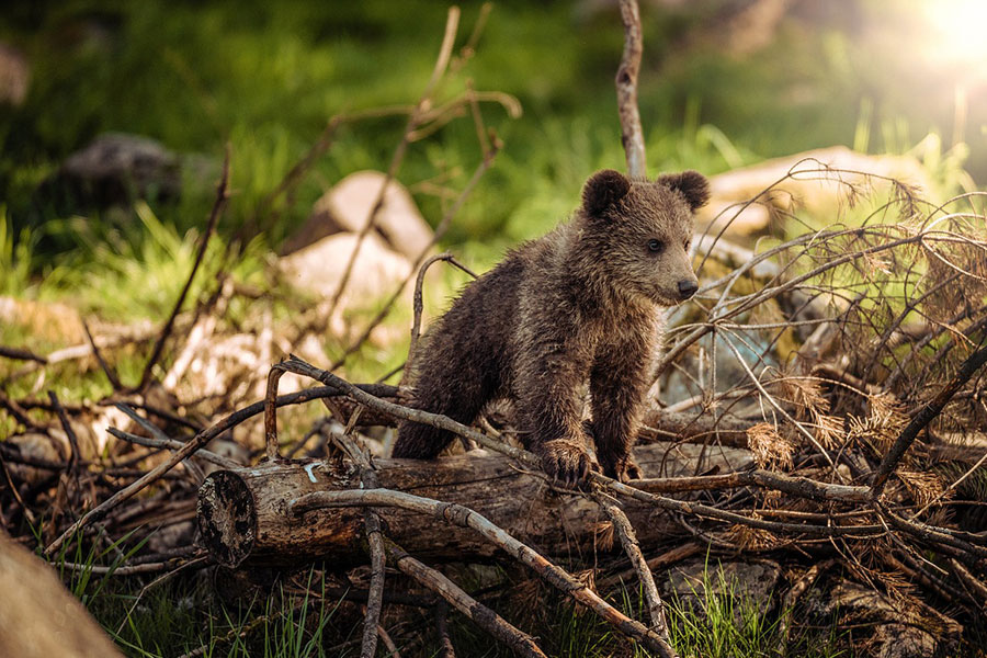 Un pequeño oso pardo sentado sobre el tronco de un árbol caído.