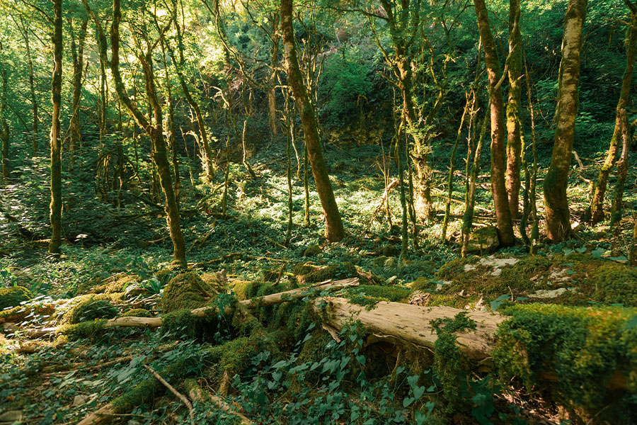 Selva densa o bosque con abundante vegetación.