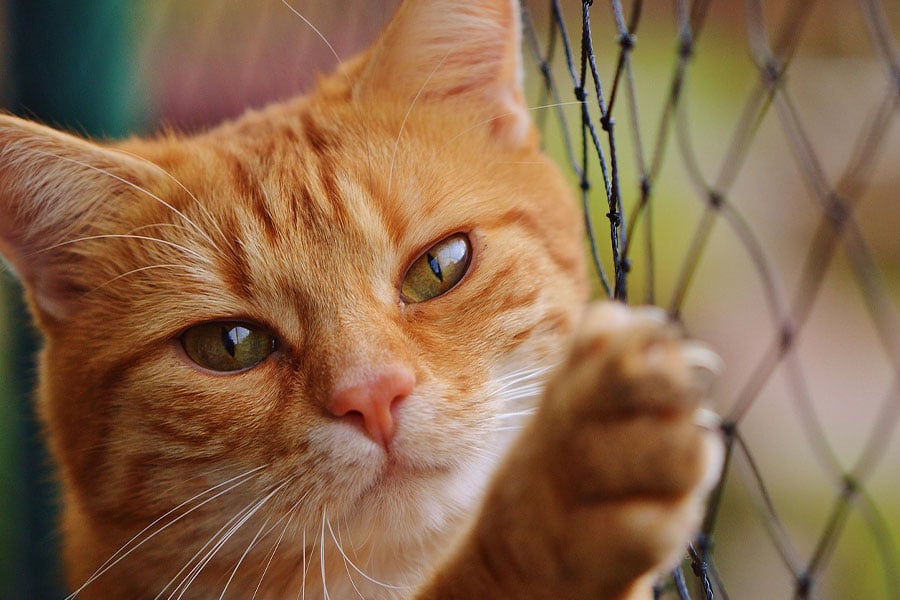 Gato chipriota rojo, gato atigrado