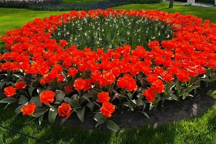 Hermoso jardín de flores con tulipanes rojos
