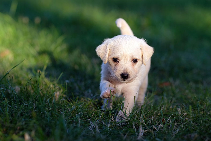 Cachorro pequeño de color claro caminando