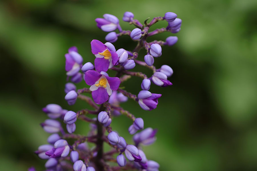 Planta tropical de flores de jengibre azul