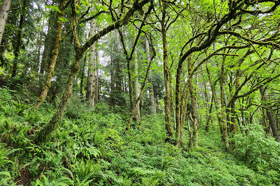 Bosque frondoso y densamente arbolado