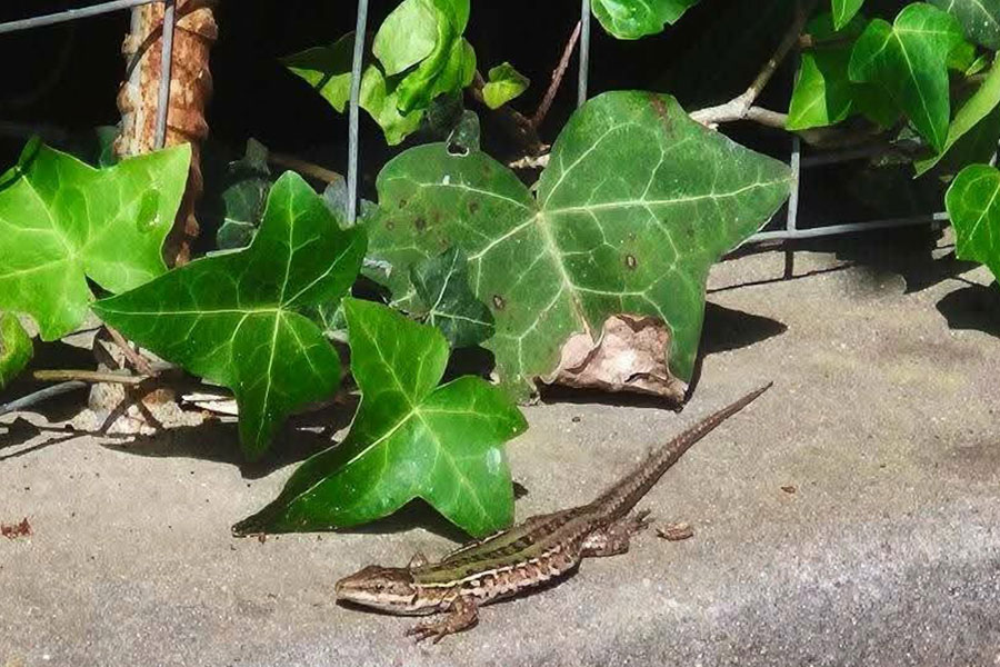 Lagarto que está muy extendido en Europa