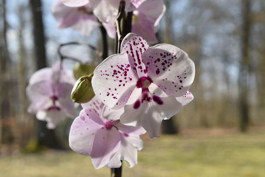 Origen de la orquídea: Sudeste asiático