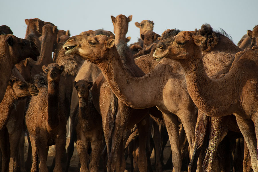 Grupo de animales camellos