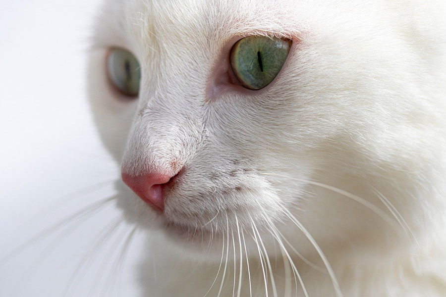 Raza de gato Angora turco
