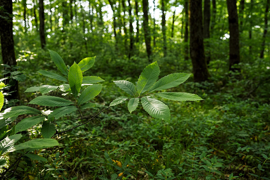 Majestuoso árbol de hoja caduca en la naturaleza.