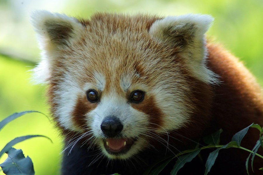 Panda rojo Ailurus fulgens