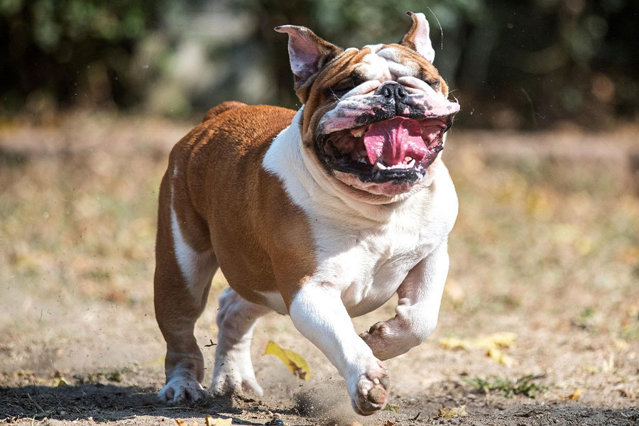 Raza de perro de tamaño mediano