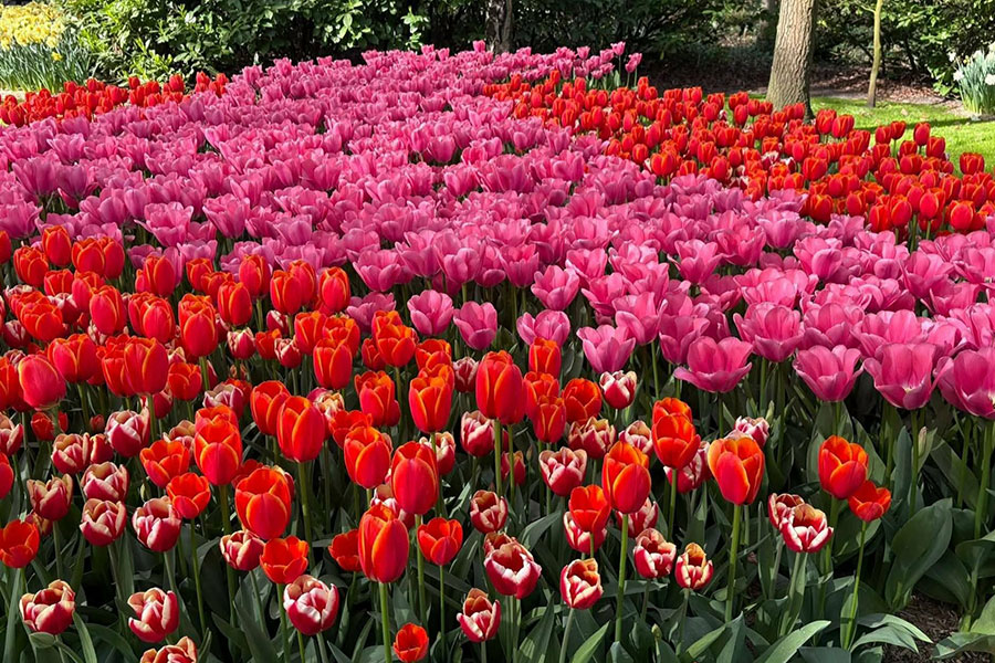Este vibrante parterre de flores en el jardín de Keukenhof, Países Bajos.