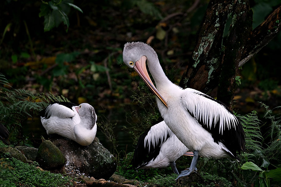 Dos pelícanos, aves, animales, relajándose