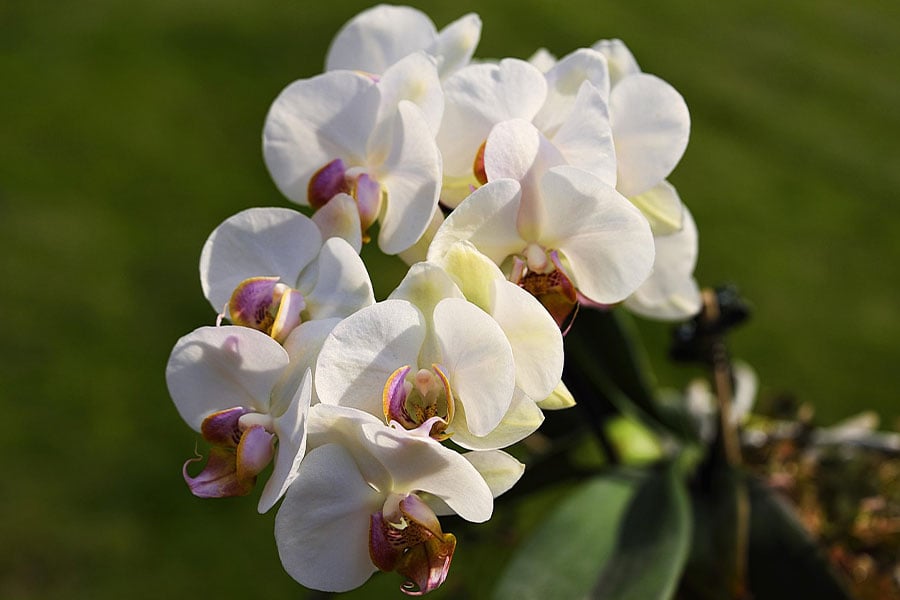 Conocida por su elegante y duradera flor